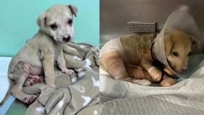 Denuncian brutal caso de maltrato animal en Puerto Montt: cachorro habría sido quemado con agua hirviendo