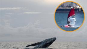 VIDEO | Captan a windsurfista chocando con una ballena en California: video se hizo viral