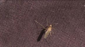 Por acción del cambio climático: "Nube de mosquitos" podría ocurrir en más regiones