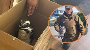 FOTOS | Carabineros rescata a pingüino herido en Carelmapu: estaba en riesgo de ser atacado por perros 