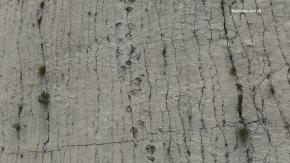 Bolivia protegerá farallón con huellas de dinosaurios