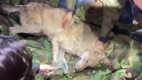 Lobo capturado y devuelto al zoológico en una historia que conmocionó a Corea del Sur