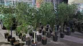 Denuncia vecinal permite descubrir plantación de marihuana y vehículo robado en Puente Alto