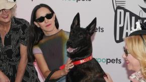 Chile triunfa en Cannes: Perrita abandonada gana el Palm Dog por su actuación
