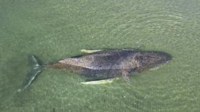 Encuentran muerta en Dinamarca a "Timmy", ballena que había sido salvada en Alemania