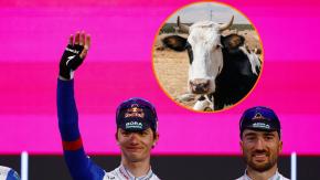 Con diarrea, fiebre y vómitos: Ciclistas del Giro se enferman tras carrera en Bélgica y apuntan al excremento de vaca por esta razón