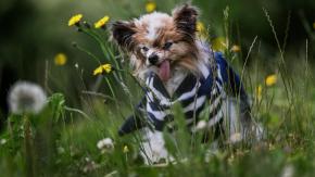Muere a los 30 años, Lazare, considerado el perro más longevo del mundo