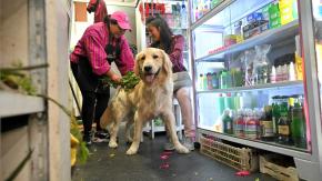 Curanderas limpian las malas energías de las mascotas en un mercado de Ecuador