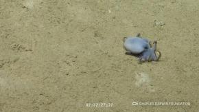Azul y pequeño como una pelota de golf: así es el nuevo pulpo descubierto en las Galápagos