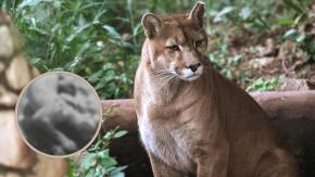 Denuncian que puma fue asesinada a disparos en San José de Maipo