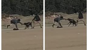 VIDEO | Casi pierde su brazo: Árbitro sufre brutal ataque de perro Rottweiler en partido amateur