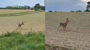 ¿Animales borrachos? Todo lo que se sabe sobre la alerta por ciervos con comportamiento extraño en Francia 