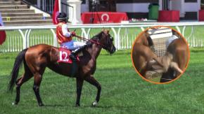 Video se hizo viral: una mujer recibió impactante patada tras acercarse a un caballo antes de una carrera