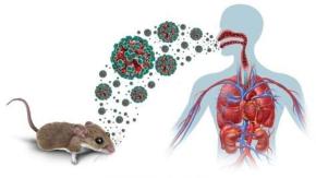 Cepa Andes de hantavirus, presente en Chile, puede transmitirse entre humanos: ¿Qué tan frecuente es el contagio entre personas?