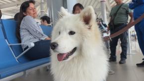 Perritos para combatir el miedo a volar