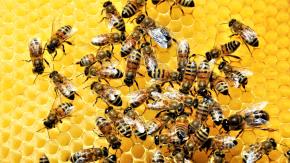 Mujer es declarada culpable de lanzar abejas a policías: intentó detener desalojo a anciano de 80 años