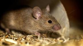 Qué se sabe del hantavirus Andes en seis preguntas