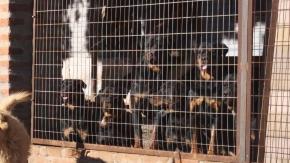 Octogenario sufrió lesiones graves tras ser atacado por jauría de Rottweiler en Valparaíso