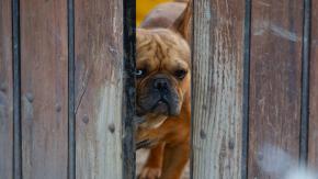 Detectan eventual uso indebido de fondos en protección de mascotas: municipios no realizaron jornadas tras recibir $5 mil millones