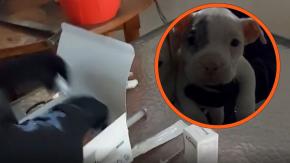 Amputaba orejas y colas a perros: Detienen por maltrato animal y ejercicio ilegal de profesión a hombre en Huechuraba