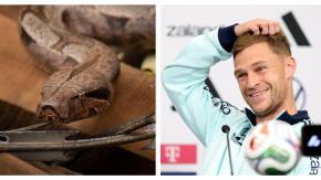 "Si te muerde, vas al hospital": La serpiente venenosa que asustó a Alemania durante la concentración del Mundial