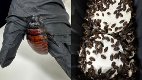 Australia incauta 100.000 cucarachas en redada contra criadero clandestino de insectos