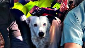 La historia de "Tsunami": el perro que fue maltratado y hoy es rescatista en Venezuela