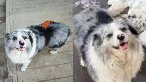 Conmoción en China por sacrificio de perrito influencer: fue servido como comida en restaurante por $24 mil