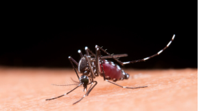 Declaran Alerta Amarilla para Antofagasta por presencia de mosquito que transmite el dengue: hay 15 focos confirmados