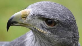 Águila chilena moviliza una intensa búsqueda en Reino Unido: "Esto no sucede muy a menudo”