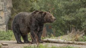 Oso "extremadamente inteligente" sigue a la fuga en Japón tras herir a cuatro personas