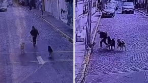 VIDEO | Turista fue atacado por jauría de perros en Valparaíso: vecina acusa que afectado "no estaba en su sano juicio"