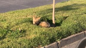 Presencia de un zorro en sector residencial de Maipú terminó en un amplio despliegue del SAG