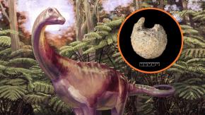 Un fósil guardado 40 años en un cajón resultó ser del primer dinosaurio hallado en la Antártida