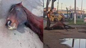 Denuncian maltrato animal en Talcahuano: Carretonero pateó a su caballo porque se había desplomado