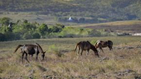 Sumba, la isla indonesia donde hay hombres y mujeres que viven como esclavos