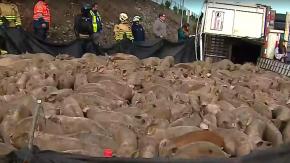Camión vuelca en Talagante: llevaba cerca de 400 cerdos en su interior