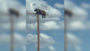 VIDEO | Oso trepó hasta la cima de un poste eléctrico y éste fue el resultado de su acción: escena es viral en redes