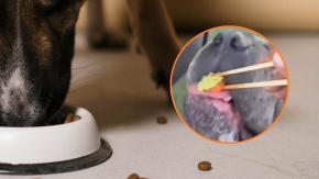 "Una agresión química": Veterinaria expone graves riesgos del picante en perros y mascotas tras polémico video de influencer