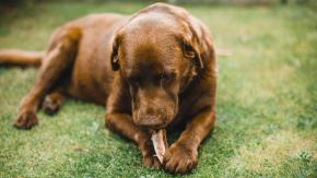 "Tolerancia cero": 10 alimentos que tu perro o gato JAMÁS debería comer y que en algunos casos podrían significar la muerte