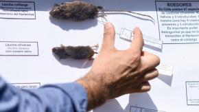 ¿Se puede transmitir entre personas? Experto entrega seis recomendaciones para prevenir contagio con hantavirus