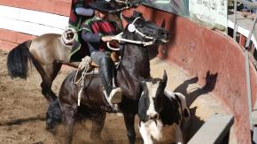 Gobierno aprobó proyecto de más de $160 millones para construcción de medialuna para rodeo en Quirihue