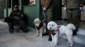 Con tres perros, botellas de alcohol y cédulas de identidad: lo que se sabe del misterioso hallazgo de auto en Santiago