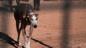 Denuncian grave caso de maltrato animal en Marchigüe: perro galgo fue encontrado ahorcado en un árbol