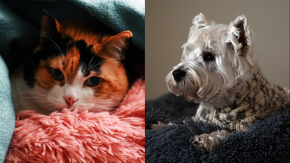 Las recomendaciones de Colmevet para proteger a las mascotas durante la emergencia