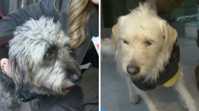 Con tres perros, botellas de alcohol y cédulas de identidad: lo que se sabe del misterioso hallazgo de auto en Santiago