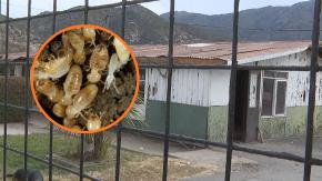 Tiltil: Cierran el único retén de Rungue por plaga de termitas