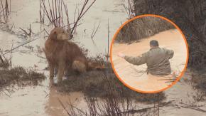 Así fue el rescate de tres perros aislados en el río Elqui: Carabinero se lanzó al agua para salvarlos