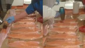 VIDEO| Denuncian trabajadores "maquillando" salmones en Puerto Montt
