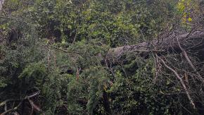 Sistema frontal deja dos fallecidos tras caída de un árbol en Panguipulli